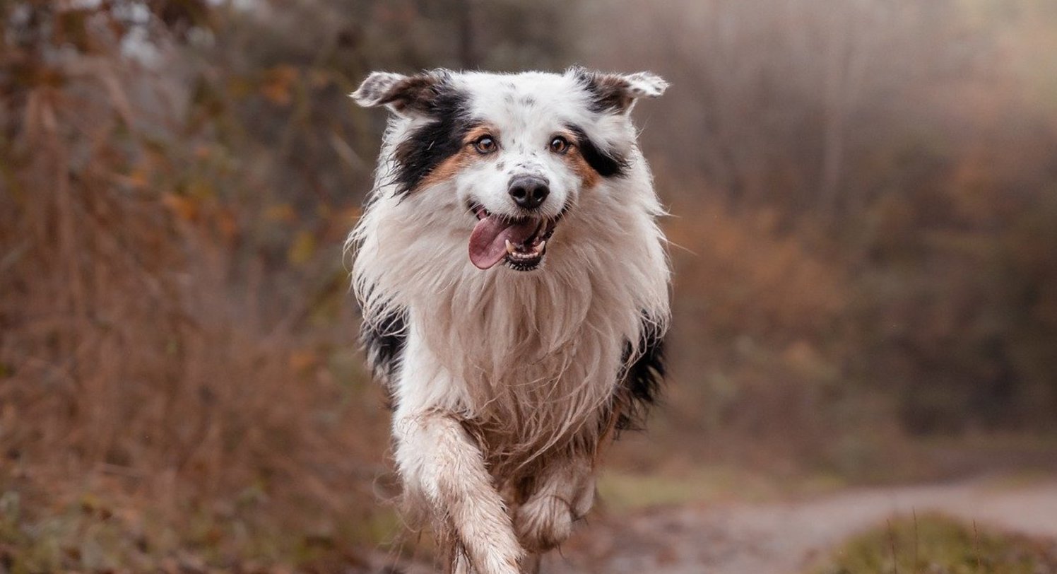 Zdjęcie biegnącego psa