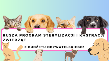 Rusza program sterylizacji i kastracji zwierząt z budżetu obywatelskiego
